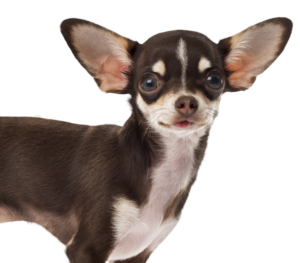 King Charles Spaniel
