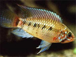 King Dwarf Cichlid