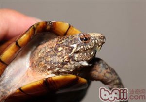 Kinosternon acutum (Tabasco Mud Turtle)