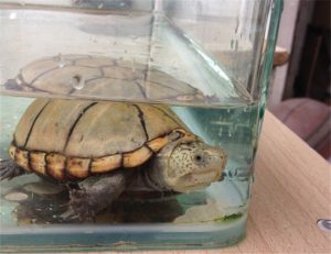 Kinosternon alamosae (Alamos Mud Turtle)