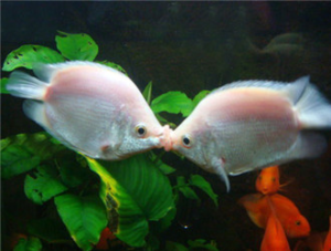 Kissing Gourami