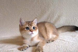 Kitten With Pus in the Eyes, Can’t Open Them, and Sneezing