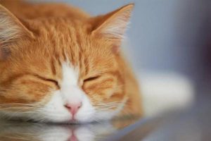 Kitten Won’t Eat, Looks Lethargic, and Is Wasting Away