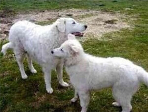 Kuvasz