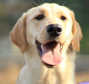 Labrador