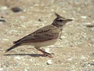 Lark (Bailing)
