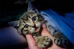 Laryngitis in Dogs and Cats: Symptoms, Treatment, and Prevention