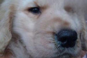 Late-Stage Distemper Seizures: How Long Can a Dog Survive?