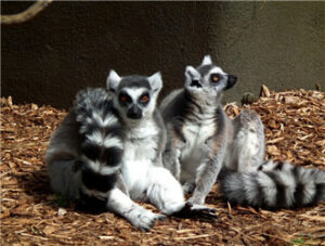 Lemur