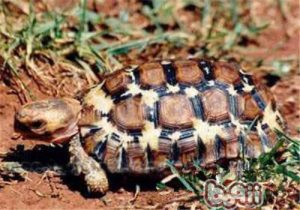 Lobatse Hingeback Tortoise