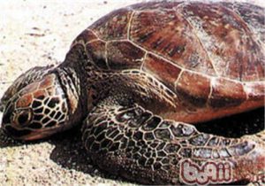Loggerhead Sea Turtle