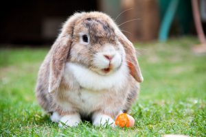 Lop Rabbit
