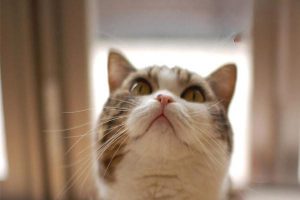 Lymphangitis and Lymphadenitis in Dogs and Cats: Symptoms, Treatment, and Prevention