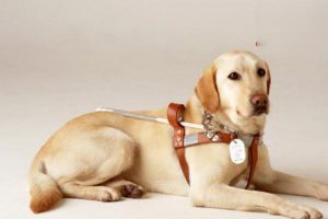 Malabsorption Syndrome in Dogs and Cats