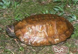 Malayan Flat-shelled Turtle