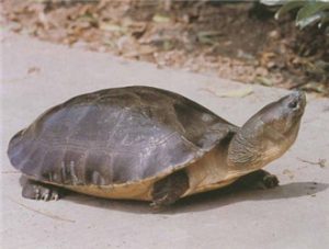 Malaysian Giant Turtle