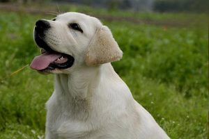Male Dog Feminization Syndrome