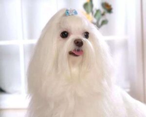 Maltese