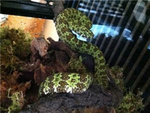 Mangshan Pit Viper