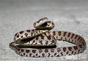 Many-spotted Tree Snake