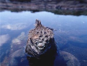 Marine Iguana