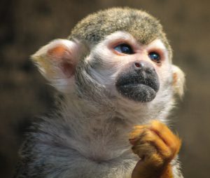 Marmoset