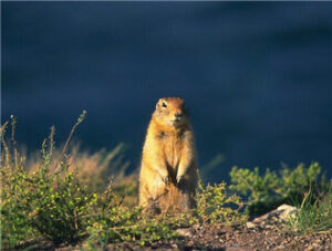Marmot