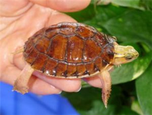 McCord’s Box Turtle