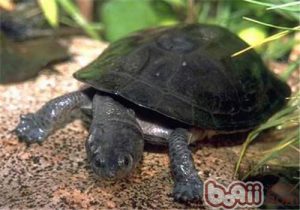 Mesoclemmys Turtle