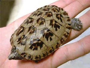 Mexican Giant Musk Turtle