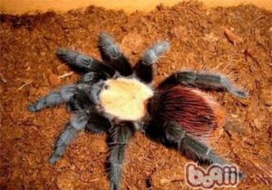 Mexican Golden Back Tarantula