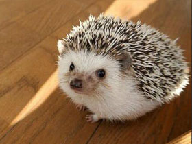 Mini Hedgehog
