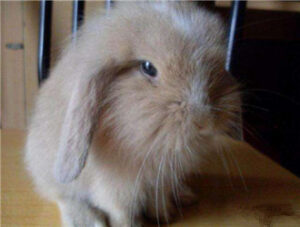 Mini Lop Rabbit