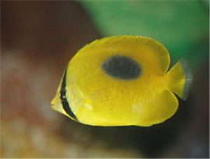 Mirror Butterflyfish
