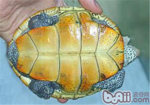 Mississippi Diamondback Terrapin