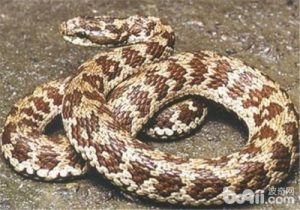 Montane Pit Viper