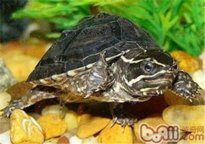 Mud Turtle