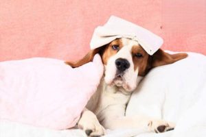 Multiple Myeloma in Dogs and Cats