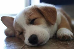 Myxoedema (Hypothyroid Dermatosis) in Dogs and Cats