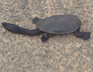 Narrow-breasted Snake-necked Turtle