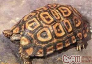 Natal Hinge-back Tortoise