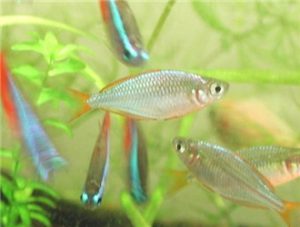 Neon Rainbowfish