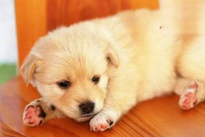 Neonatal Jaundice in Puppies (Neonatal Isoerythrolysis)