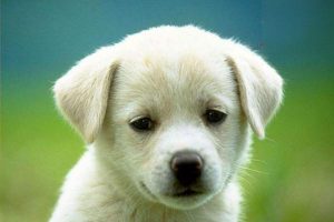 Nephrotic Syndrome in Dogs and Cats