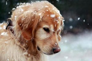 Nocardiosis in Dogs and Cats: Symptoms, Treatment, and Prevention