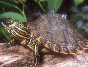 Northern Black-humped Map Turtle