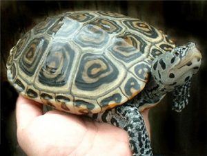 Northern Diamondback Terrapin