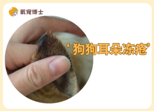 ‘Northern Dog’ Special: How to Treat Frostbite on Your Dog’s Ears