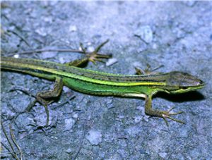 Northern Grass Lizard