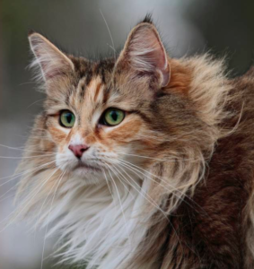 Norwegian Forest Cat